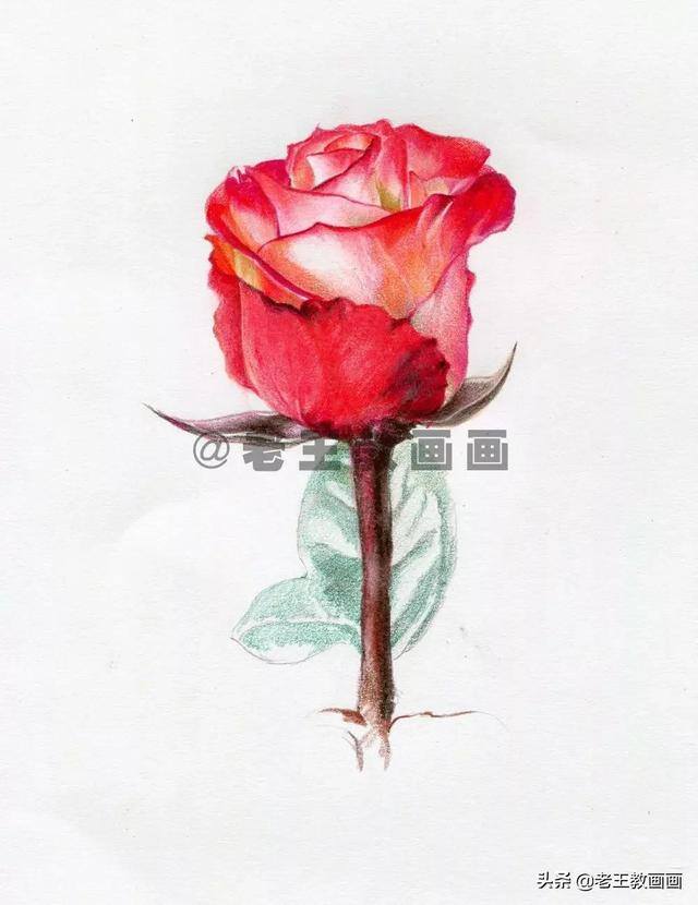 玫瑰花怎么画漂亮又复杂（彩铅教程｜马可·雷诺阿3100油性彩铅48色）