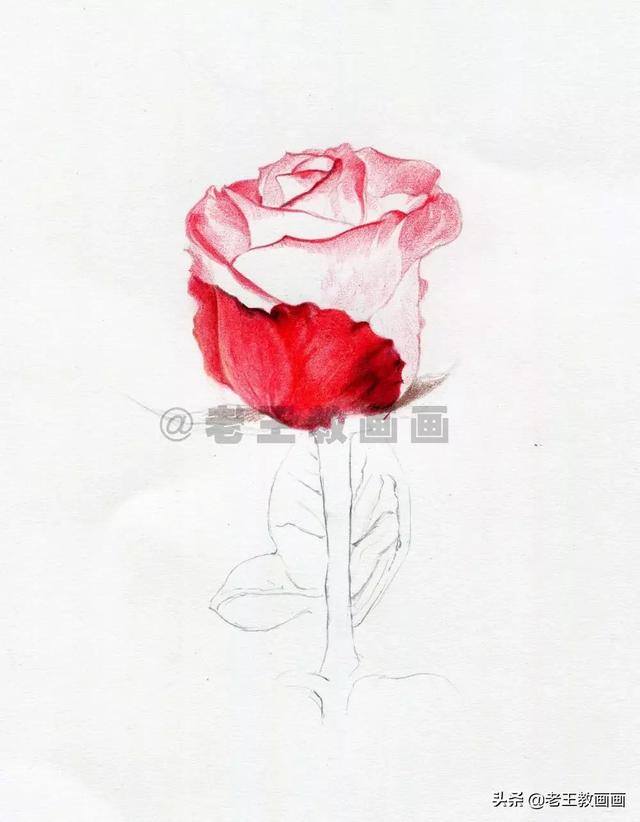 玫瑰花怎么画漂亮又复杂（彩铅教程｜马可·雷诺阿3100油性彩铅48色）