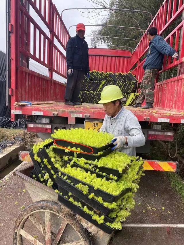一亩地种什么挣10万（佛甲草在各类景观中的应用）