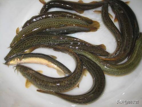 泥鳅怎么养在家里（清水养泥鳅能活多久？）