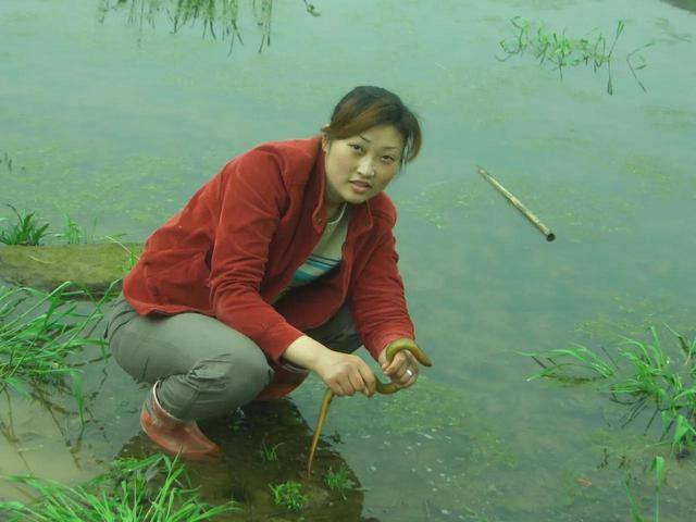 养什么不占地方又挣钱（农家女独辟新路饲养黄鳝养殖，每年获利4万多元）