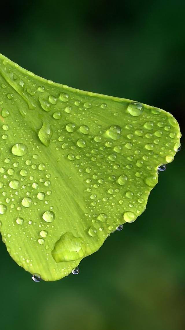 手机壁纸花（植物及花卉清新美图）