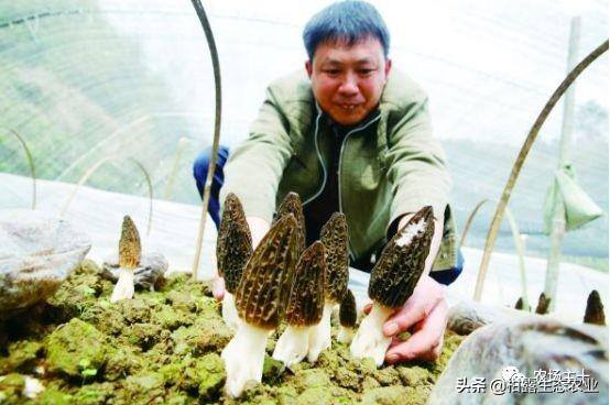 致富经一亩地赚60万（《致富经》的花式取名，巧设悬念，堪称标题党祖师级别）