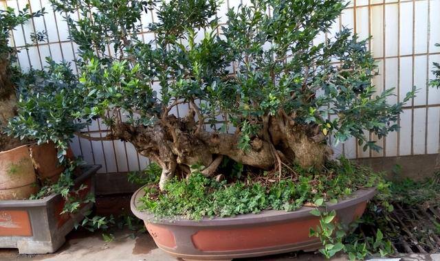 种植什么好呢（6种适合养在家中的石榴树，生长速度快，你知道吗？）