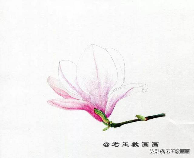 好看的花怎么画（玉兰花（完成稿及使用色号））