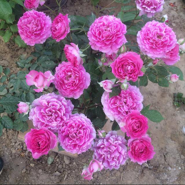 庭院花卉种植品种（最香的几种花卉植物）