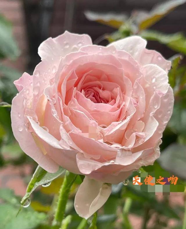 圣安娜蛋糕店（月季品种介绍）