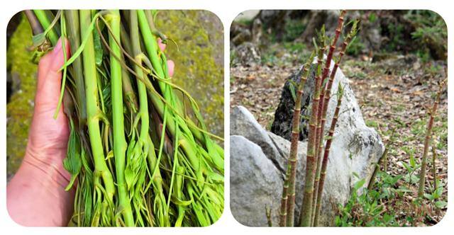 农村常见中草药300种（春天吃什么野菜？）