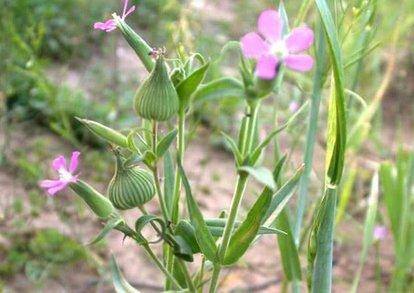农村常见中草药300种（春天吃什么野菜？）