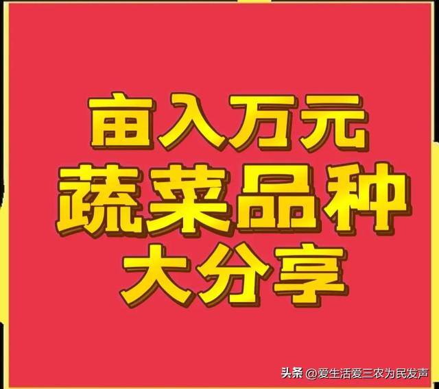 秋季种植什么经济农作物赚钱（秋冬季种植什么蔬菜比较好？）