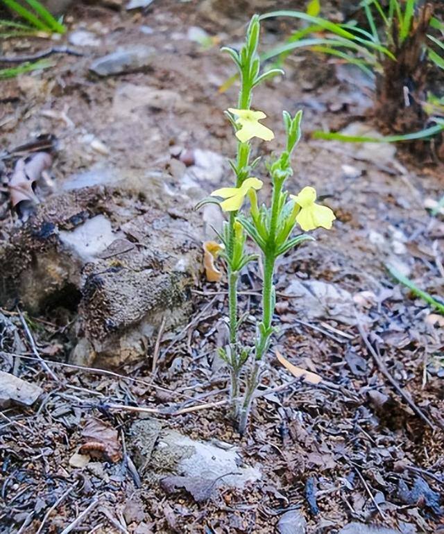 地里种什么东西最赚钱（农村常见的“草中黄金”，第三种被称为“草中黄金”，你认识几种）