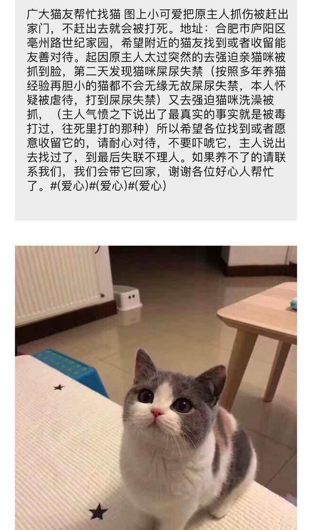 养猫麻烦吗（为什么有些人喜欢养猫？）