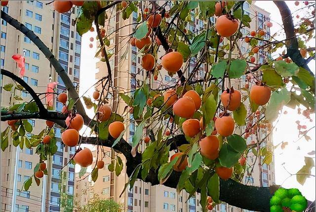 在农村种植什么果树好（家里种什么树比较好？）