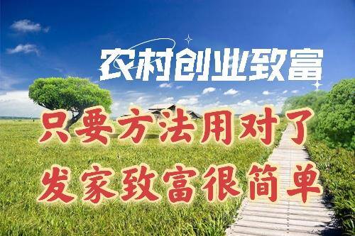 适合新手创业项目（农村养殖野鸡赚钱吗？）