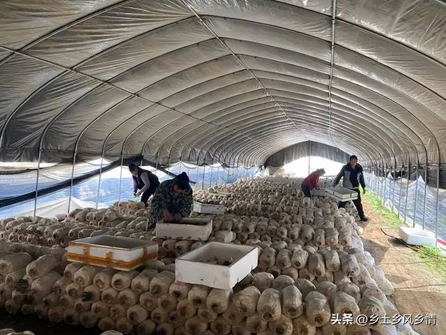 如何在农村致富（农村青年种植平菇，一年收入4.5万元）