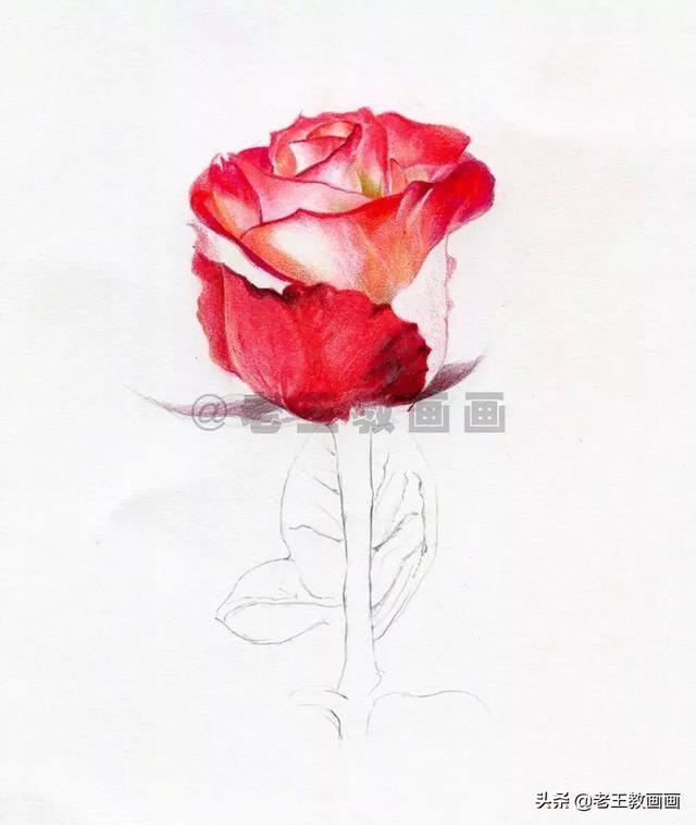 玫瑰花怎么画漂亮又复杂（彩铅教程｜马可·雷诺阿3100油性彩铅48色）