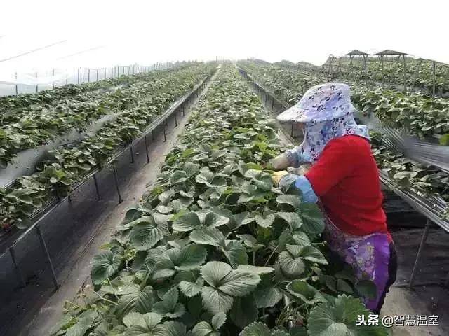 无土种植（有机生态型无土栽培技术）