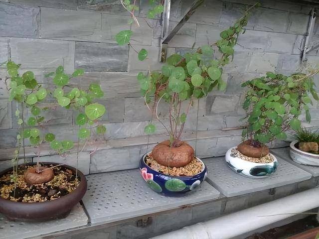 适合在家里室内养殖业（家里养这6种盆栽植物，不仅好看，而且养护容易）