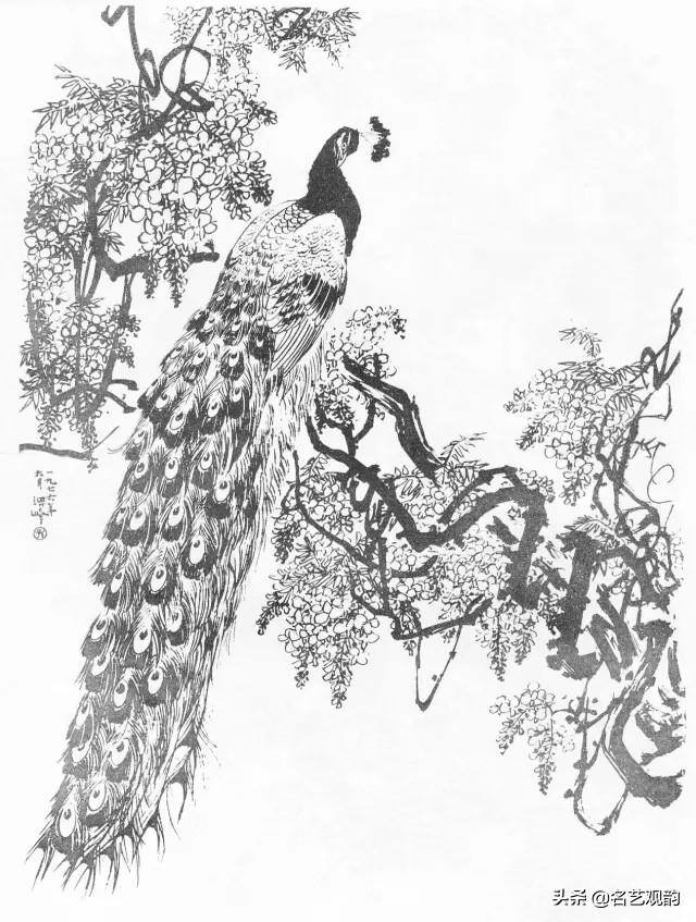 孔雀怎么画简单又漂亮（《花鸟画谱》之孔雀的画法）