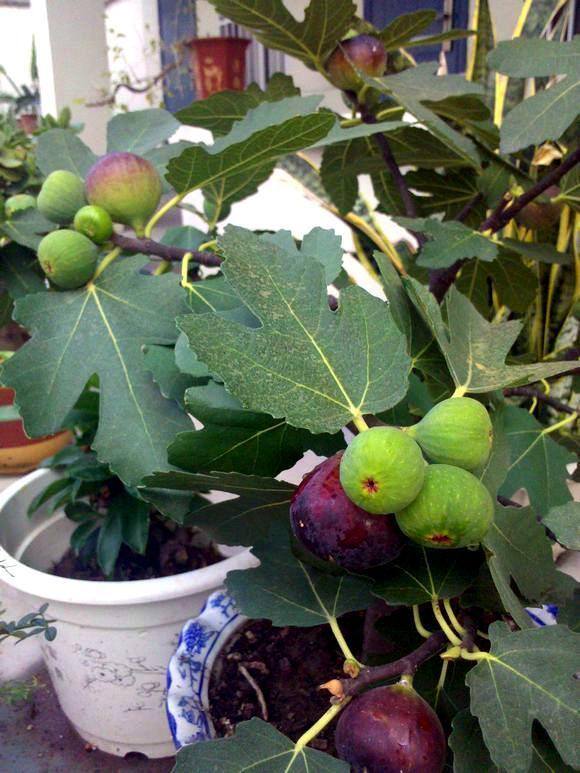 在农村种植什么果树好（家里种什么树比较好？）