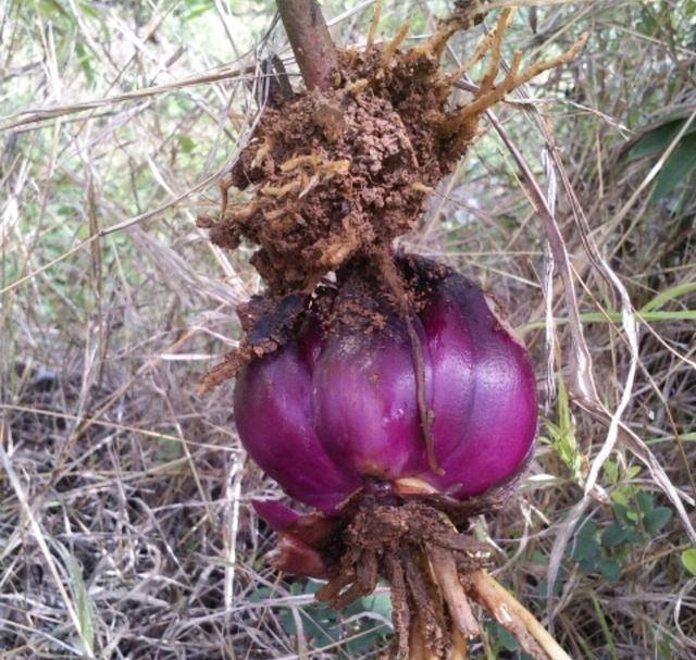 农村常见中草药300种（春天吃什么野菜？）