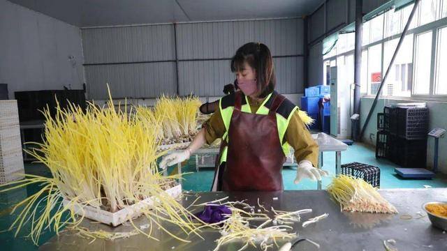反季节蔬菜大棚种什么最挣钱（山东农民种蒜黄，一个大棚500多平方米，一斤5元你愿意干吗？）