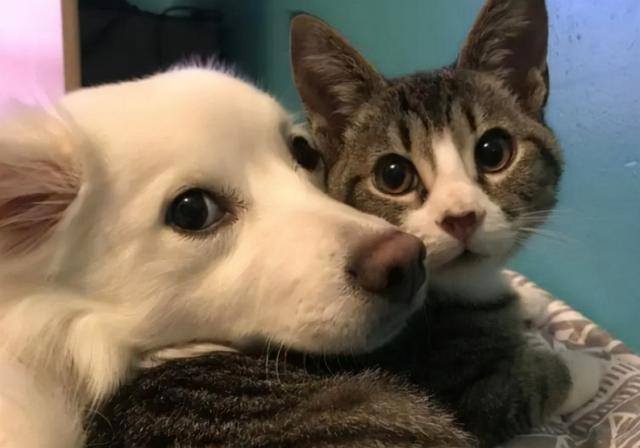 狗和猫能一起养吗（猫和狗可以一起养吗？）