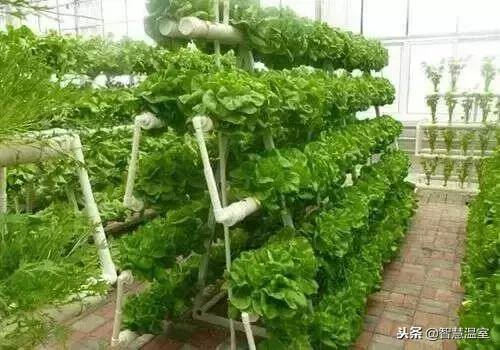 无土种植（有机生态型无土栽培技术）