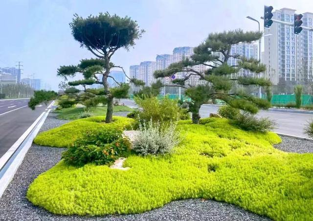 一亩地种什么挣10万（佛甲草在各类景观中的应用）