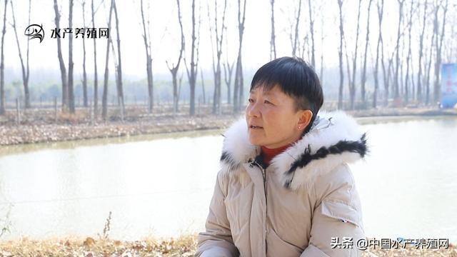 十亩鱼塘养殖黄骨鱼利润（水产养殖网：张玉华：黄颡鱼养殖是未来的一个方向）