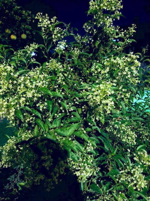 庭院花卉种植品种（最香的几种花卉植物）