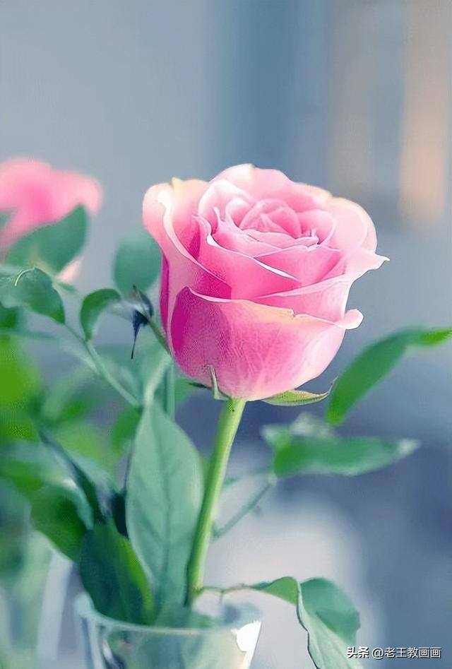 玫瑰怎么画才好看（彩铅玫瑰花（范画原稿展示））