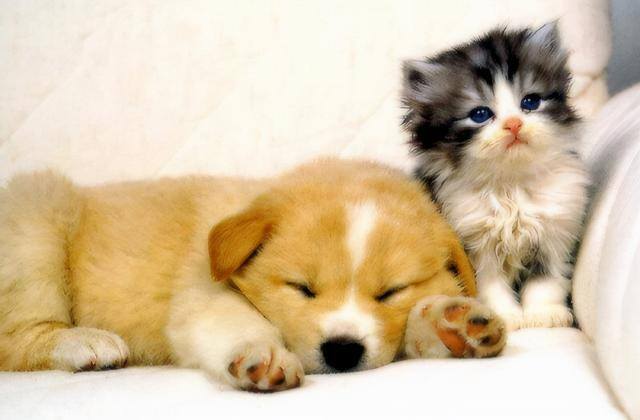 狗和猫能一起养吗（猫和狗可以一起养吗？）