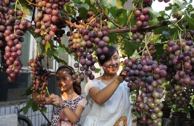 在农村种植什么果树好（家里种什么树比较好？）