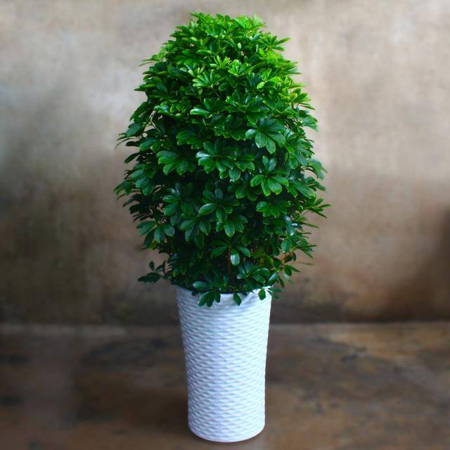 适合客厅养的绿植有哪些（这5种大型绿植，适合摆放在客厅里，方便大家收藏起来）