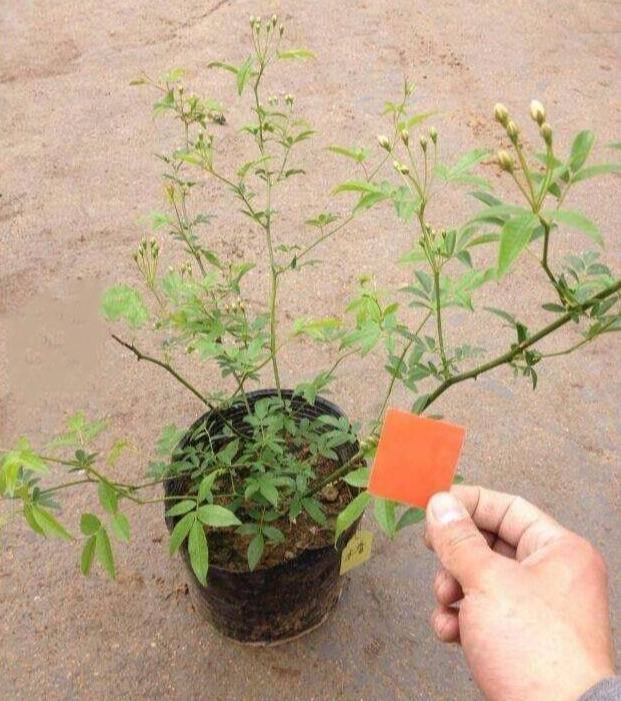 木香花的种植养护方法（买3一5年的木香花当年能开花吗？）
