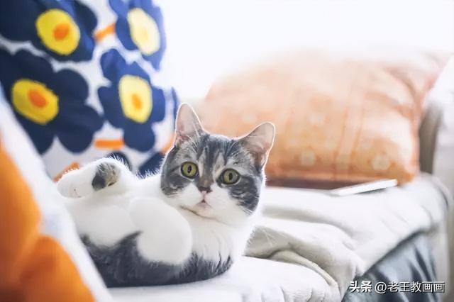 猫咪怎么画才好看又可爱（彩铅猫咪，看似不言不语，实则一直给你最长情的陪伴）