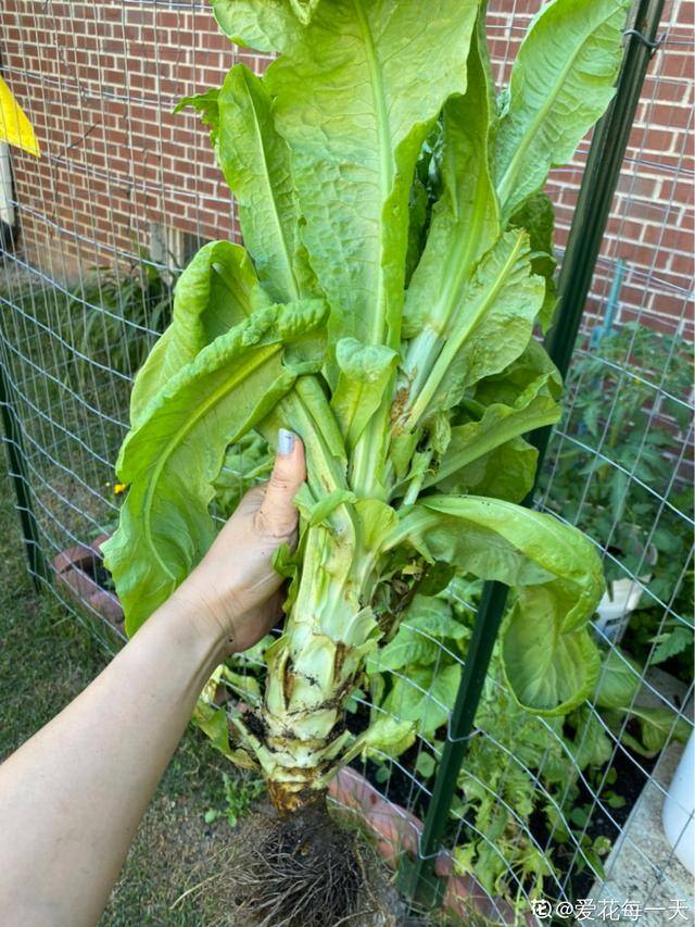 秋后种植什么比较合适（适合秋天种的10种蔬菜，一个月就能上饭桌，今年能吃完算我输！）