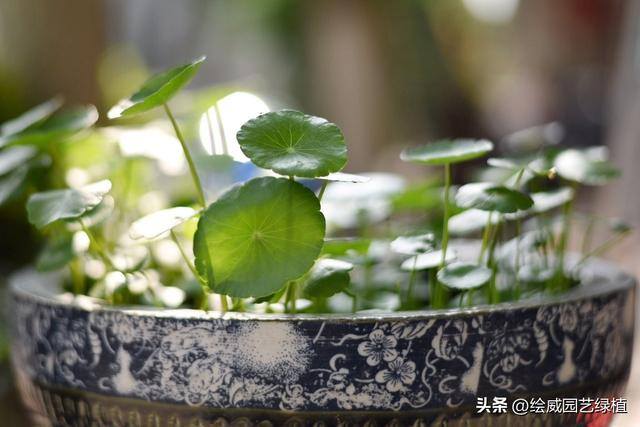 特别容易发财的名字（这8种植物，摆在家里能旺财！）