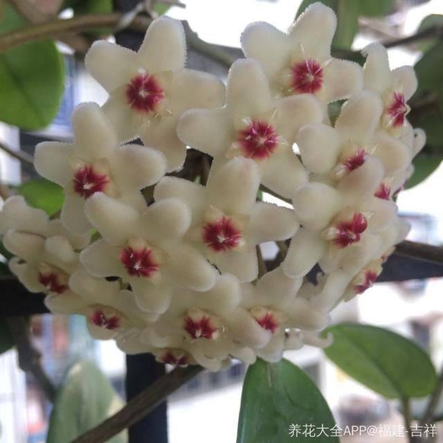 发财树摆放在家里什么位置好（家里养这几种植物，不仅能养花，还能聚财！）