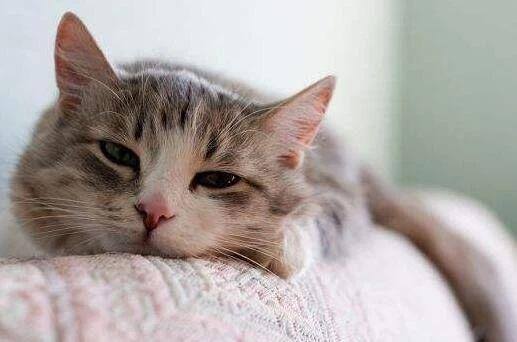 养猫麻烦吗（为什么有些人喜欢养猫？）