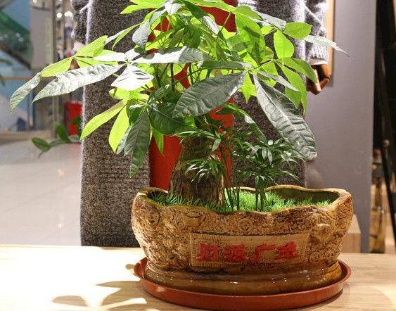 发财树盆景（发财树有大有小，注意这几点）