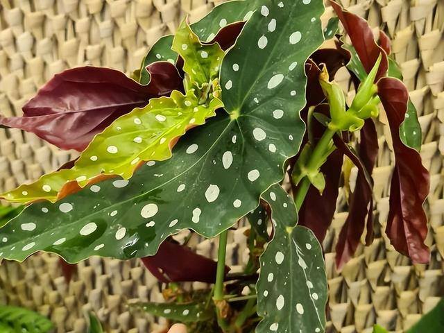 适合在家里室内养殖业（家里养这6种盆栽植物，不仅好看，而且养护容易）