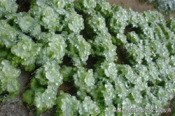 秋季种植什么经济农作物赚钱（秋冬季种植什么蔬菜比较好？）