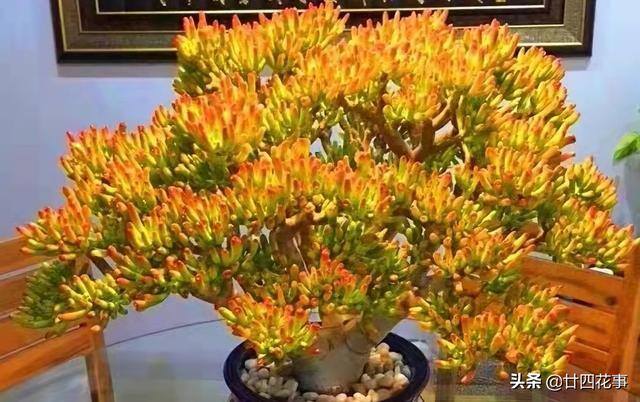 吸财树怎么养（4月养吸财树，打开3个“小开关”，新芽猛长，株型红艳艳）