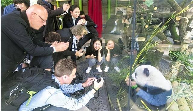 熊猫多少钱（德国柏林动物园的大熊猫）