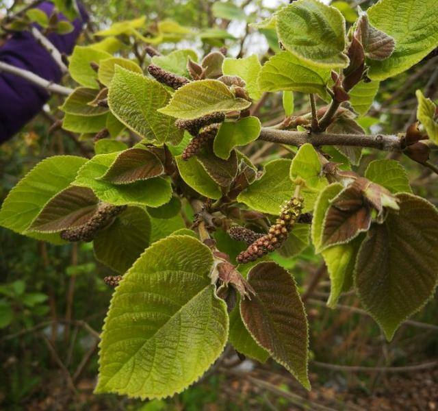 农村常见中草药300种（春天吃什么野菜？）