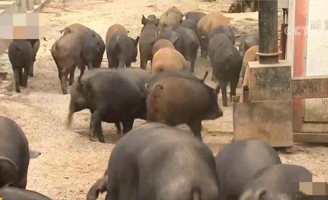 承包1000亩土地种粮食赚钱吗（农村小伙卖黑猪肉，10天卖出20多头猪）
