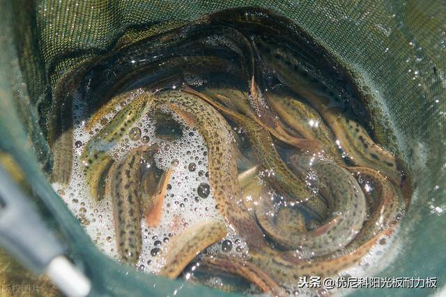 泥鳅大棚养殖技术（日光温室泥鳅养殖技术）