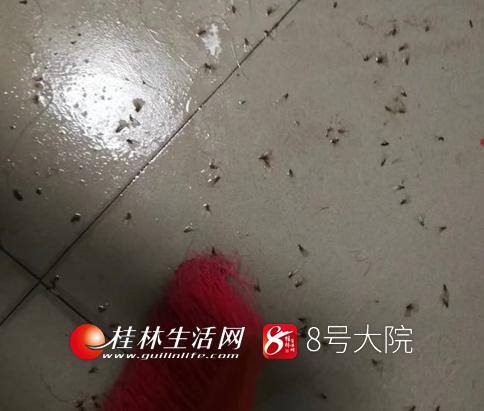 飞蚁怎么出现在家里呢（家里出现白蚁怎么办？）